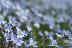 水色の小さな花