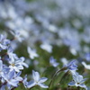水色の小さな花