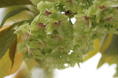 緑の桜「御衣黄」