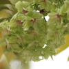 緑の桜「御衣黄」