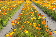 お花畑