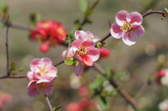 紅白の花　その３