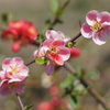 紅白の花　その３