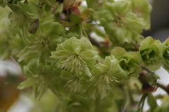 緑の桜「御衣黄」