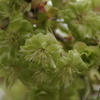 緑の桜「御衣黄」