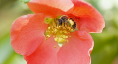目と足の花粉玉がかわゆい