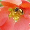 目と足の花粉玉がかわゆい