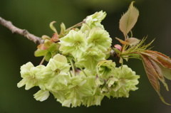 緑の桜「御衣黄」