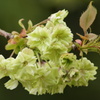 緑の桜「御衣黄」