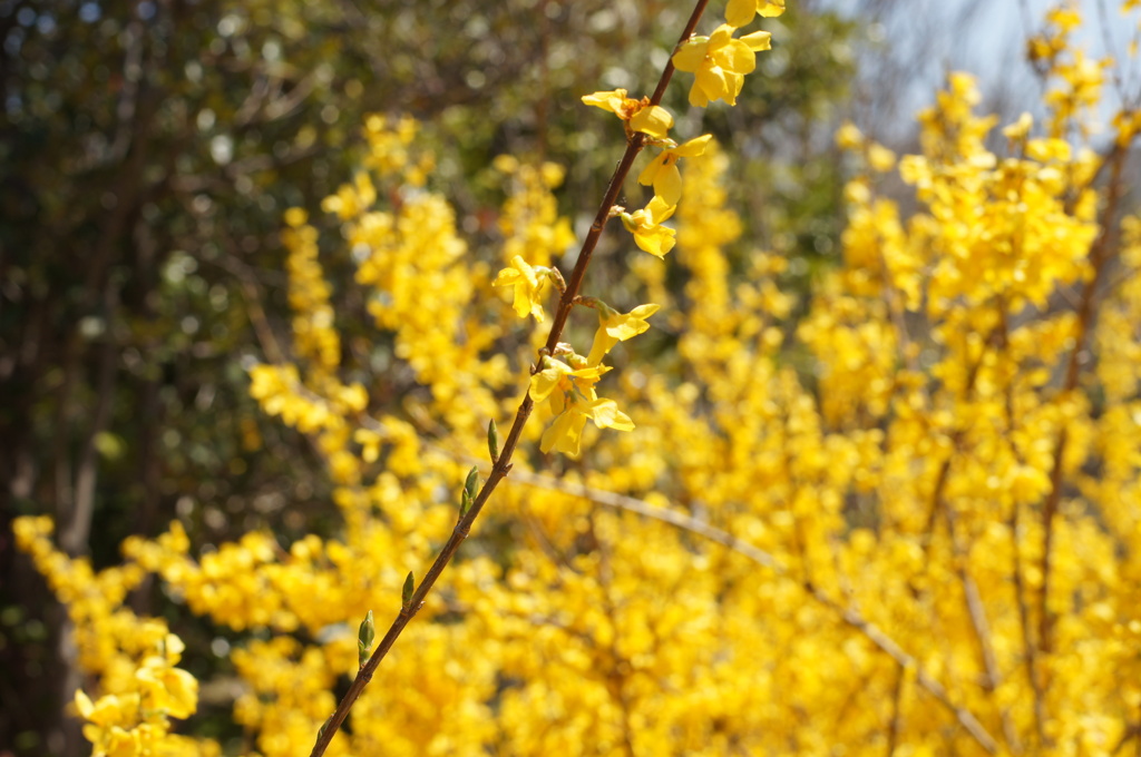 黄色の花