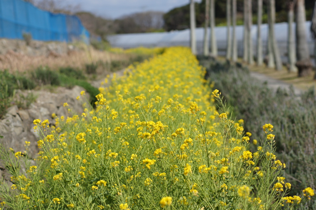 菜の花畑