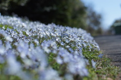 水色の小さな花