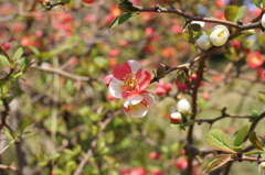 紅白の花　その１