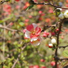 紅白の花　その１