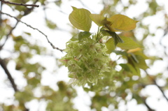 緑の桜「御衣黄」