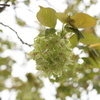 緑の桜「御衣黄」