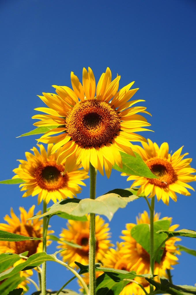 2012.08.04-10,04,52-DSC_0301