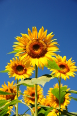 2012.08.04-10,04,52-DSC_0301