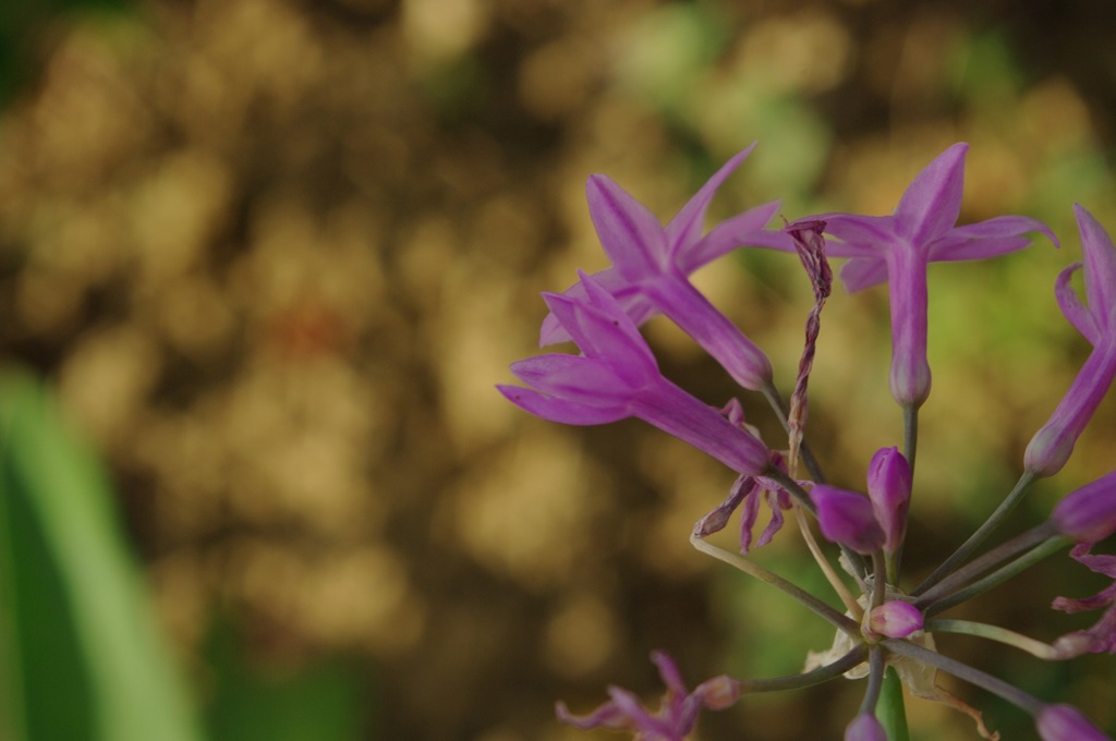 公園の花