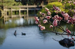 庭園の池