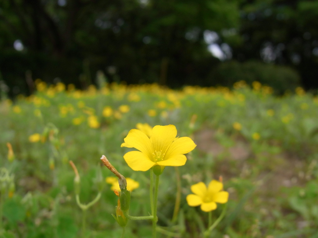 黄色い花