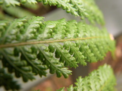 オールブラックス