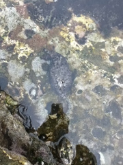 巨大ウミウシ君