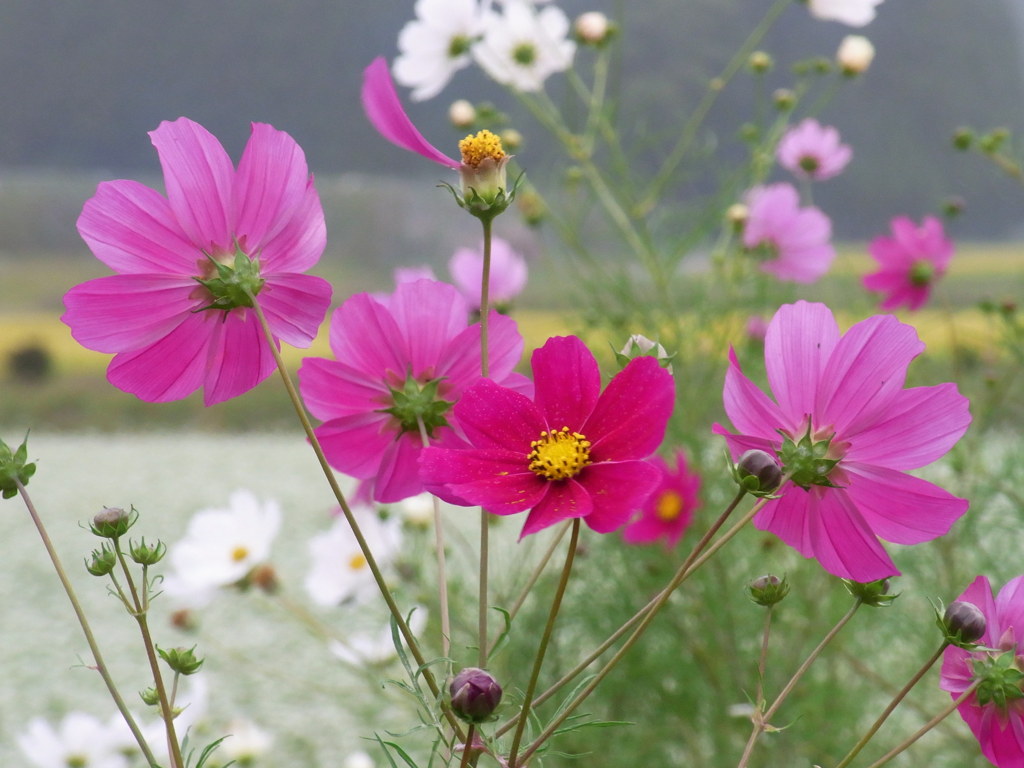 秋桜