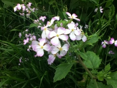 ハマダイコン２