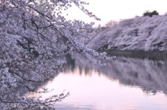 お花見