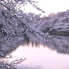 お花見