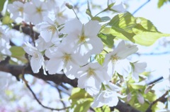 大島桜