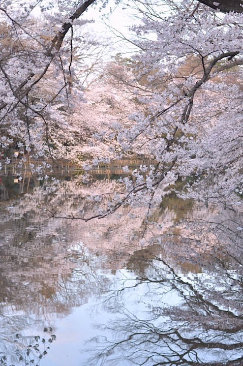 夢の続き