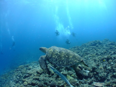 DSCF4113