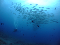 DSCF4172