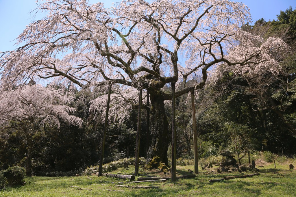 入生田の桜