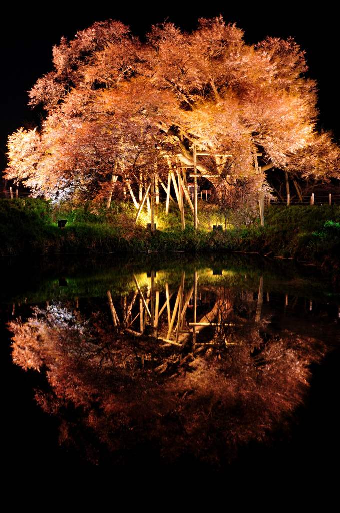 浅井の一本桜