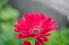 GW 花3