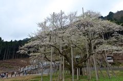 淡墨桜