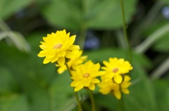 黄色い花1
