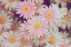 GW 花1