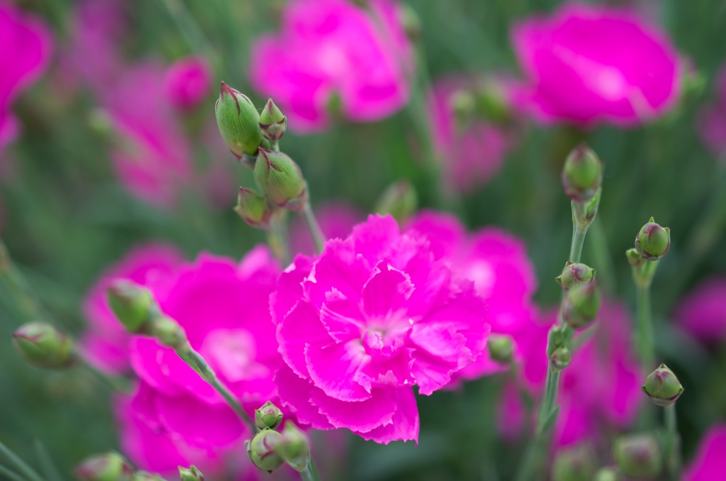 GW 花6