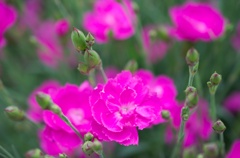 GW 花6