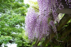 藤の花