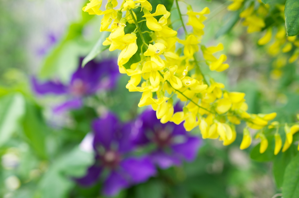 黄色い花2