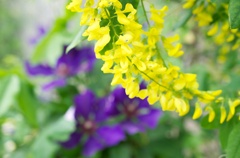 黄色い花2