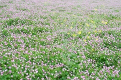 GW 花2