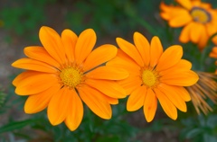 GW 花4