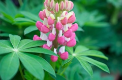 GW 花7