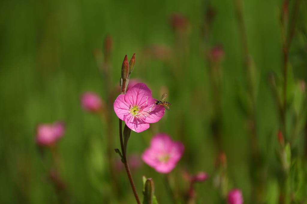野花と蜂？